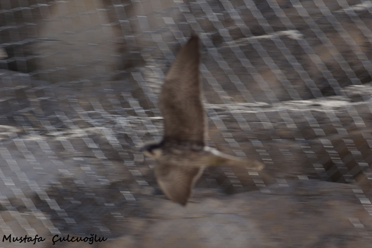 Eleonora's Falcon
